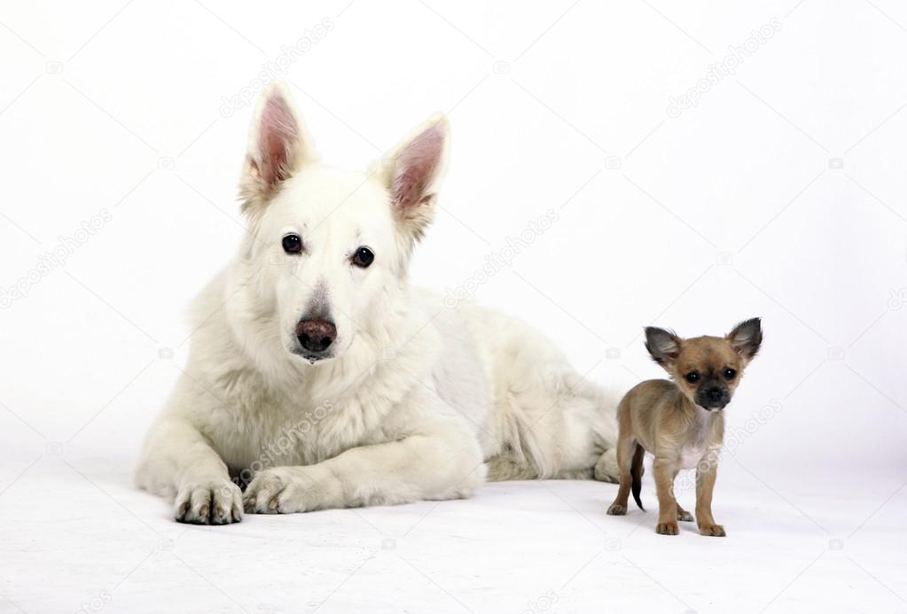 Shepherd Dog and cute Chihuahua Puppy