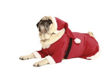 Noel Baba kostümü yalan pug