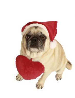 Noel Baba şapkası pug