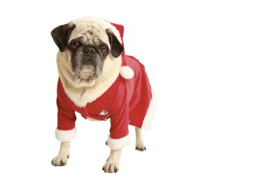 Noel Baba kostümü ayakta pug