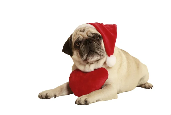 Noel Baba şapkası kalp pug — Stok fotoğraf