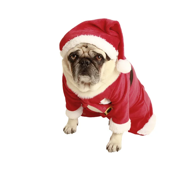 Pug Kerstmis kostuum — Stockfoto