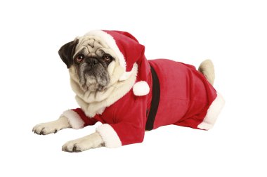 Noel Baba kostümlü Pug yatıyor ve görünüyor