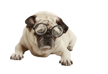 gözlük ile pug