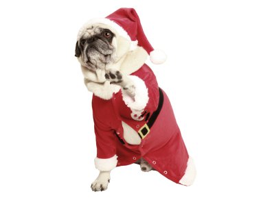 Pug santa kat içinde onun pençe gündeme getiriyor.
