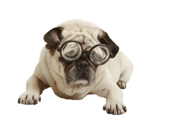 Pug con gafas — Foto de Stock