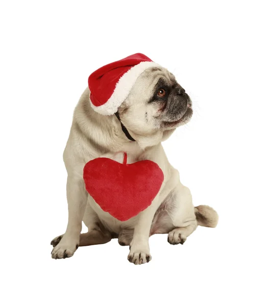 Hund med hatt och hjärta — Stockfoto
