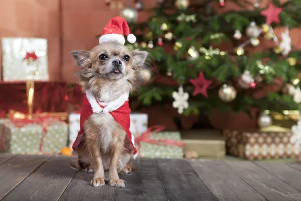 Chien de Noël avant l'arbre de Noël — Photo