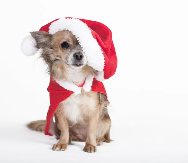 Chihuahua ile büyük Noel Baba şapkası — Stok fotoğraf