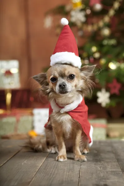 Cão de natal com chapéu de meia — Fotografia de Stock