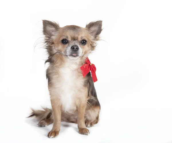 Chihuahua sentado cão com fita vermelha — Fotografia de Stock