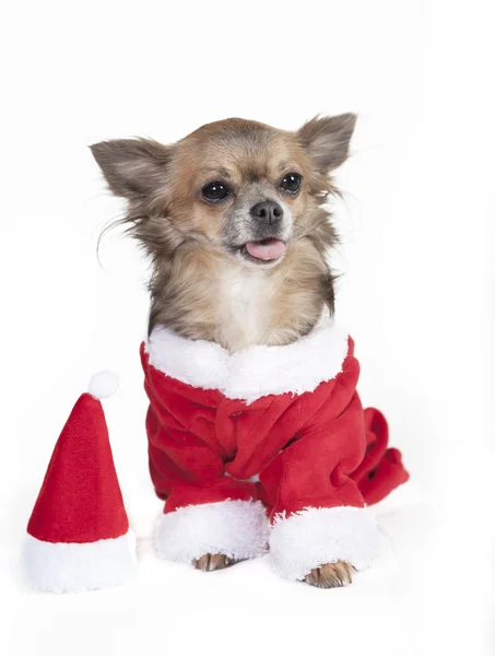 Chihuahua come Babbo Natale — Foto Stock