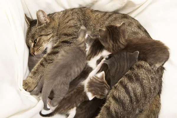 Gato madre amamanta su joven — Foto de Stock