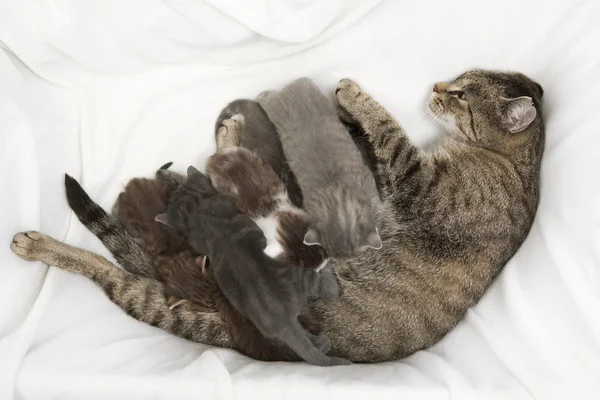 Katt familj — Stockfoto