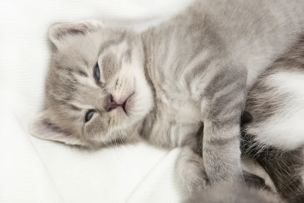 Kätzchen-Kuscheln — Stockfoto