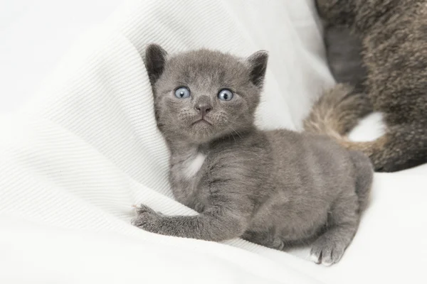 Yavru kedi kameraya bakıyor. — Stok fotoğraf