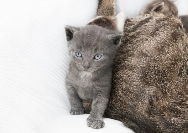 Katzenbaby neben Mutter — Stockfoto