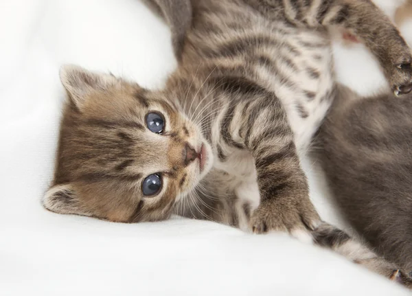 Gatos niño rabia con los hermanos — Foto de Stock