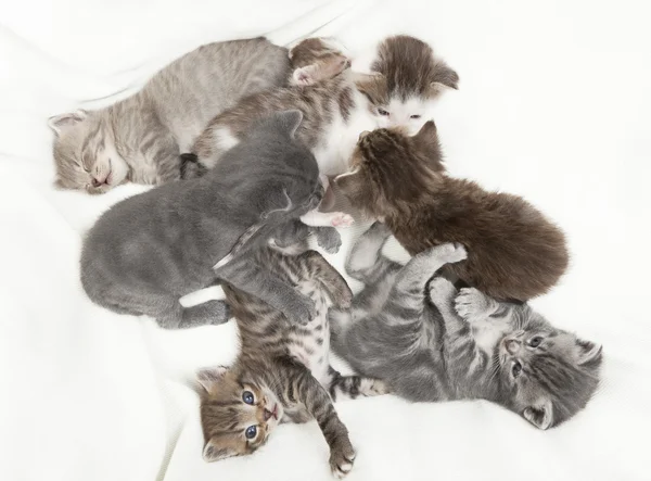 7 bebeluși pisici — Fotografie, imagine de stoc