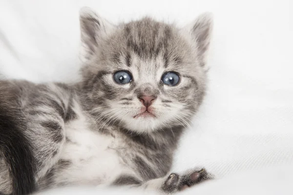 Chat rayé enfant regardant la caméra — Photo