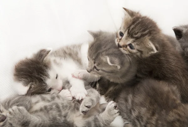 Cats babies play together — Stock Photo, Image