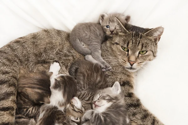 Cat sleeps with her small young — Stock Photo, Image