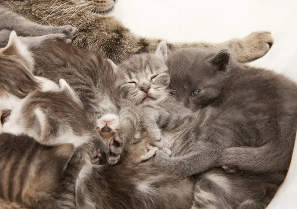 Spielende Katzenkinder — Stockfoto