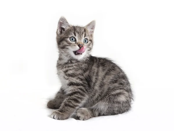 Piccolo gatto leccare con la lingua — Foto Stock