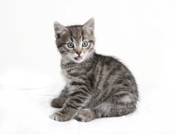 Сірий таббі кіт з язиком — стокове фото