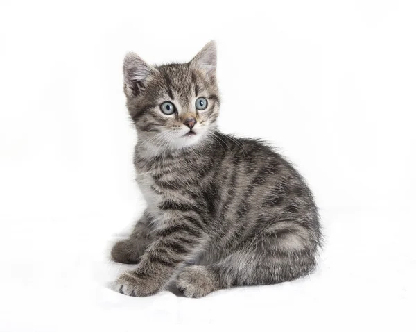 Gato tabby gris sentado —  Fotos de Stock