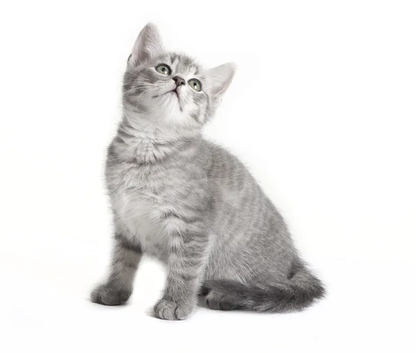 Grå tabby katt tittar upp — Stockfoto