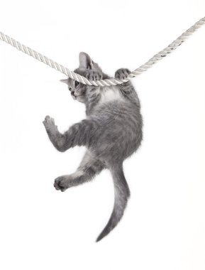 Cat baby hanging on rope clipart