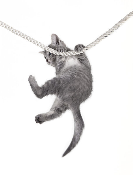 Cat baby hanging on rope