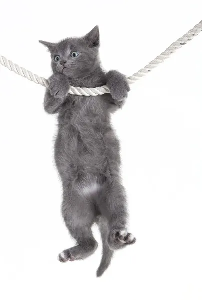 Gray cat hanging on rope