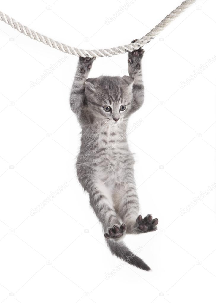 Tabby cat hanging on rope