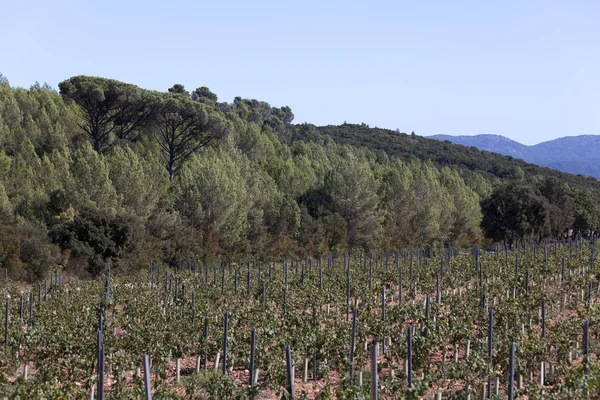 El cultivo del vino en el sur de Francia —  Fotos de Stock