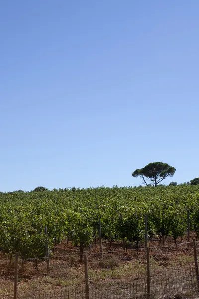 Grapevine, Güney Fransa'da — Stok fotoğraf