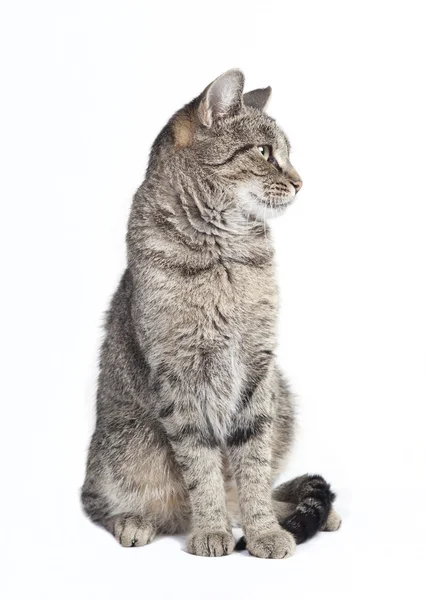 Chat tigré à la recherche sur le côté — Stock fotografie