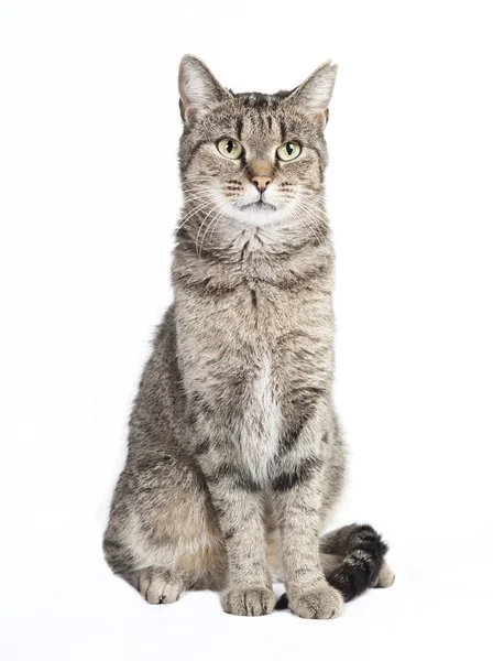 Mourovatá kočka, při pohledu na fotoaparát — Stock fotografie