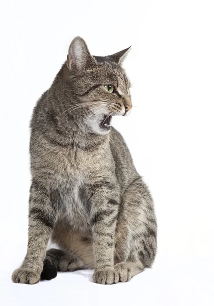 Sibilos de gato — Fotografia de Stock