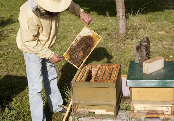 Apiculture allemande — Photo