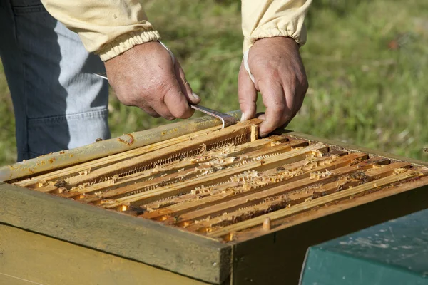 Boîtes en nid d'abeille — Photo