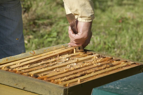 Control de la colmena de abejas —  Fotos de Stock