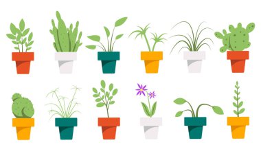 Saksıda ev bitkileri. Çeşitli ev çiçekleri, kaktüsler, sulular..