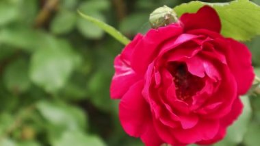 Rüzgarda kırmızı bir gül. Yeşil bir çalılıkta. Arka plan bulanık. Yaz öğleden sonra bahçede çiçek açtı.