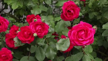 Çiçek açan kırmızı güller. Kapatın. Rüzgarda esiyor. Yazın, gün içinde bahçede çiçek açar. Bulanık arkaplan.