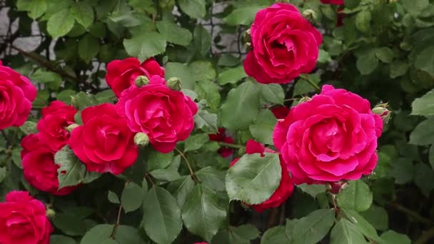 Кущ Квітучих Червоних Троянд Близько Дме Вітер Цвіте Саду Влітку — стокове відео