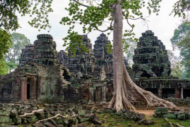 Kamboçya. Siem Reap Eyaleti. Angkor arkeoloji parkı. Banteay Kdei Tapınağı 'nın eski kalıntılarında banyan ağacı var.