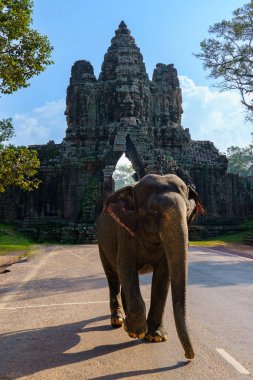 Kamboçya. Siem Reap. Angkor arkeoloji parkı. Bayon Tapınağında bir fil 12. yüzyıl Hindu tapınağında