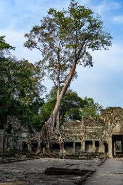 Kamboçya. Siem Reap. Angkor arkeoloji parkı. Antik Preah Khan 12. yüzyıl Hindu tapınağının ağaç kökü.